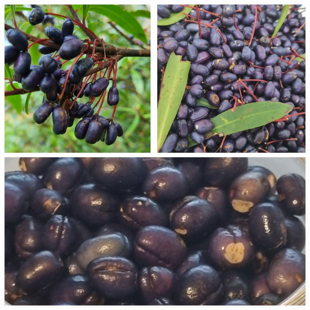 Berry Collage April 25.2