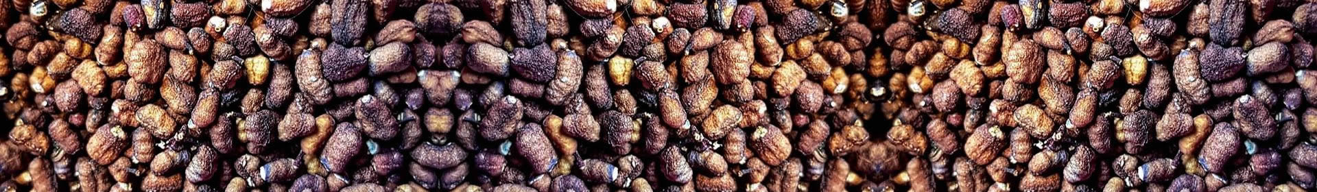 dorrigo pepper berry banner narrow