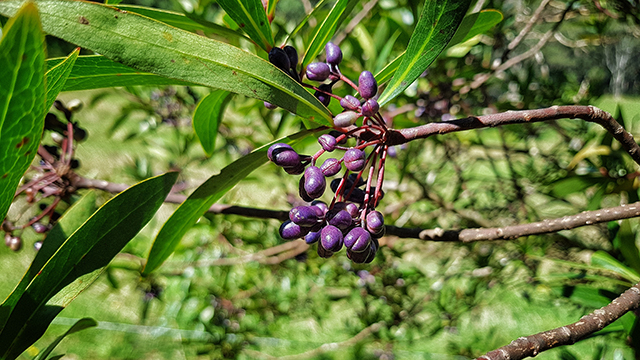 dorrigo pepper berries