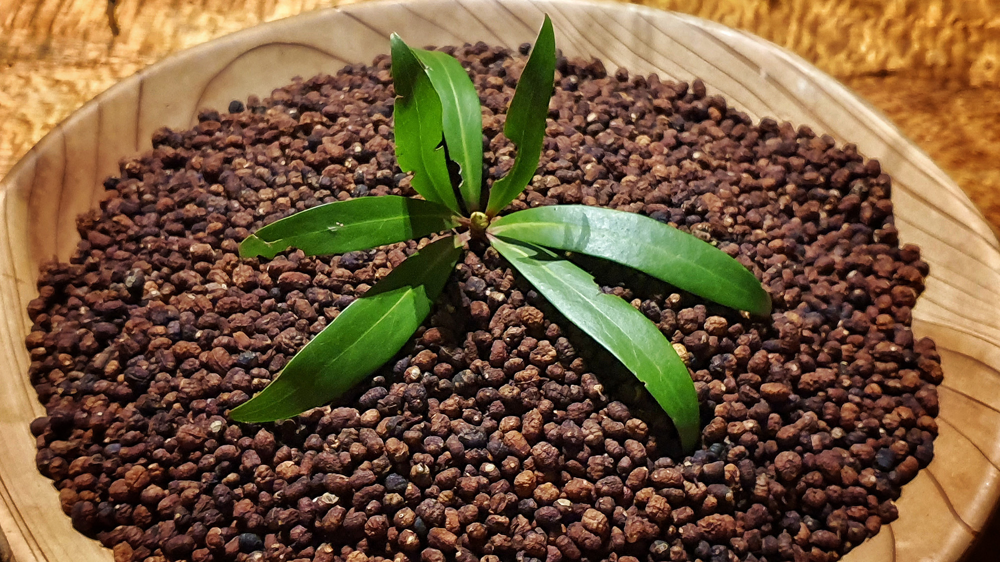 20190827 190610 02 copy