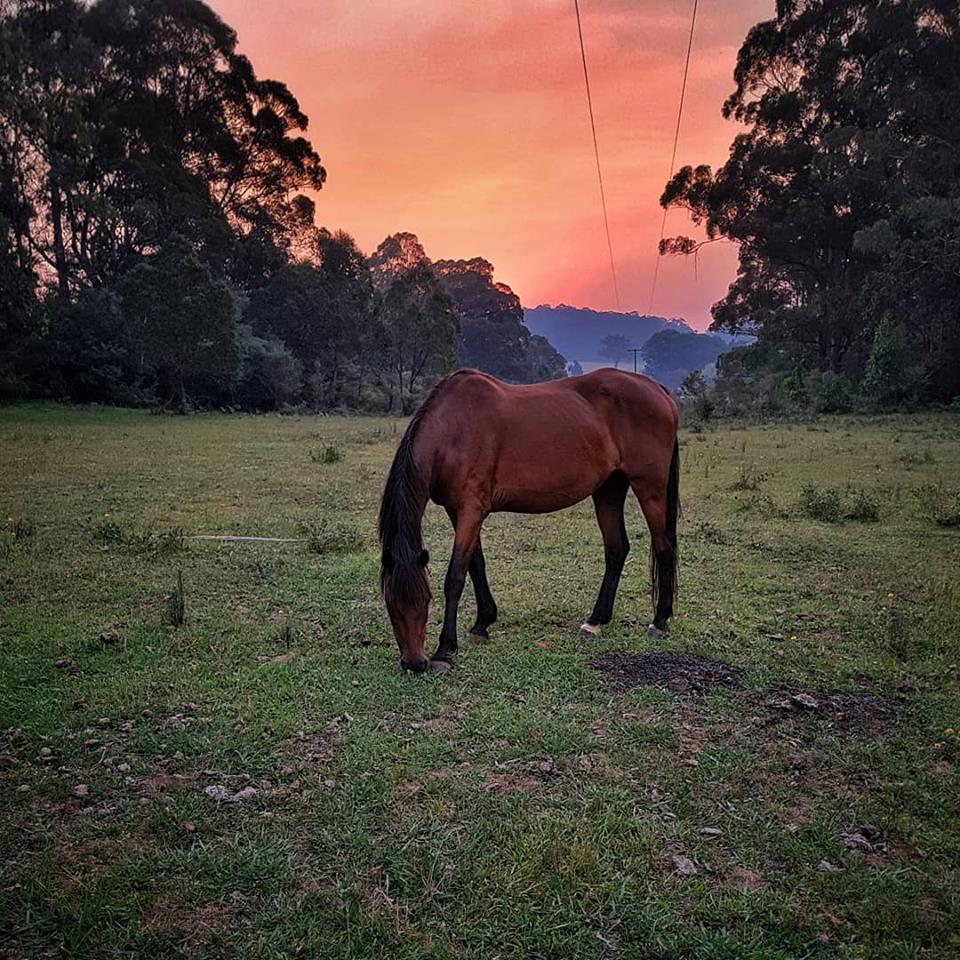 dorrigo pepper dorrigo horses